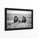 Dos majestuosos leones - Nicolas Merino | Cuadro decorativo de Canvas Lab