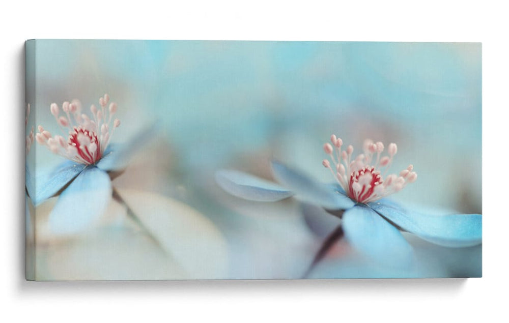 Delicadas flores azules - Heidi Westum | Cuadro decorativo de Canvas Lab
