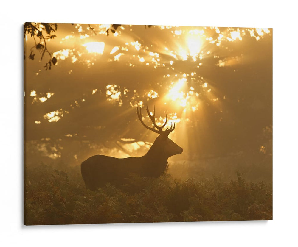 Ciervo a la luz dorada - Greg Morgan | Cuadro decorativo de Canvas Lab