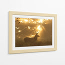 Ciervo a la luz dorada - Greg Morgan | Cuadro decorativo de Canvas Lab