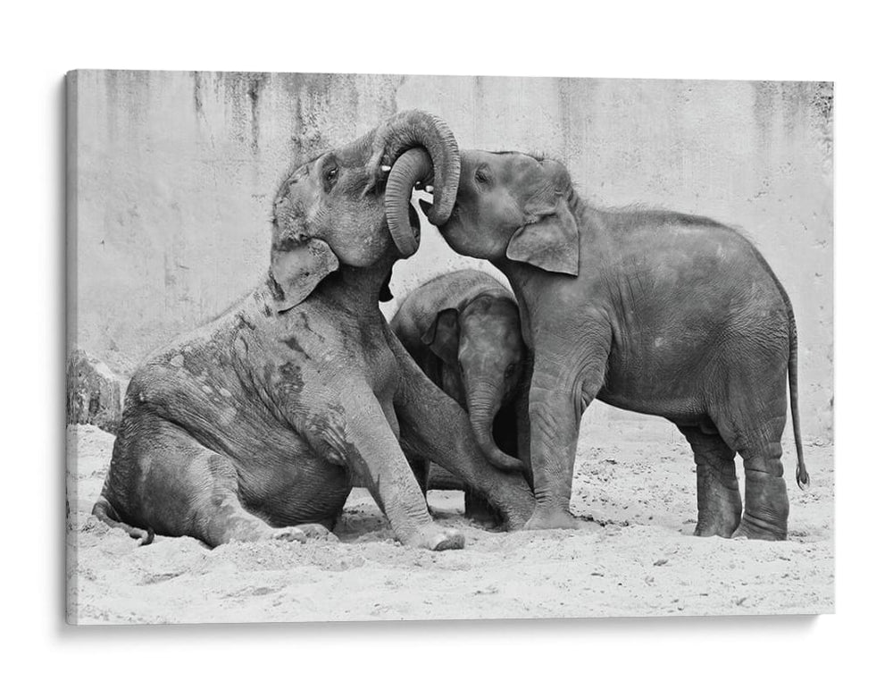 Crías de elefante juguetonas - Antje Wenner-Braun | Cuadro decorativo de Canvas Lab