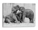 Crías de elefante juguetonas - Antje Wenner-Braun | Cuadro decorativo de Canvas Lab