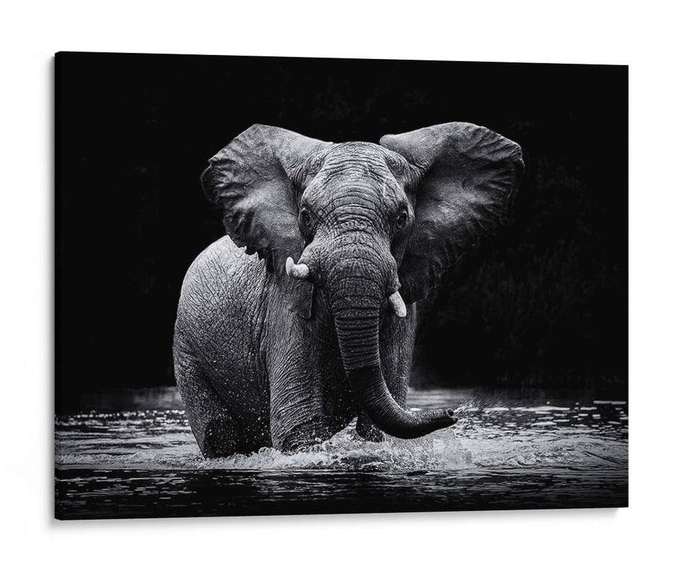 Elefante majestuoso en el agua - Gorazd Golob | Cuadro decorativo de Canvas Lab