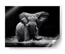 Elefante majestuoso en el agua - Gorazd Golob | Cuadro decorativo de Canvas Lab