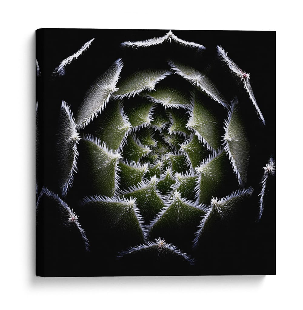 Espiral suculenta difusa - Victor Mozqueda | Cuadro decorativo de Canvas Lab