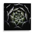 Espiral suculenta difusa - Victor Mozqueda | Cuadro decorativo de Canvas Lab