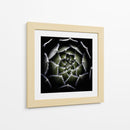 Espiral suculenta difusa - Victor Mozqueda | Cuadro decorativo de Canvas Lab