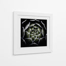Espiral suculenta difusa - Victor Mozqueda | Cuadro decorativo de Canvas Lab