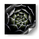 Espiral suculenta difusa - Victor Mozqueda | Cuadro decorativo de Canvas Lab
