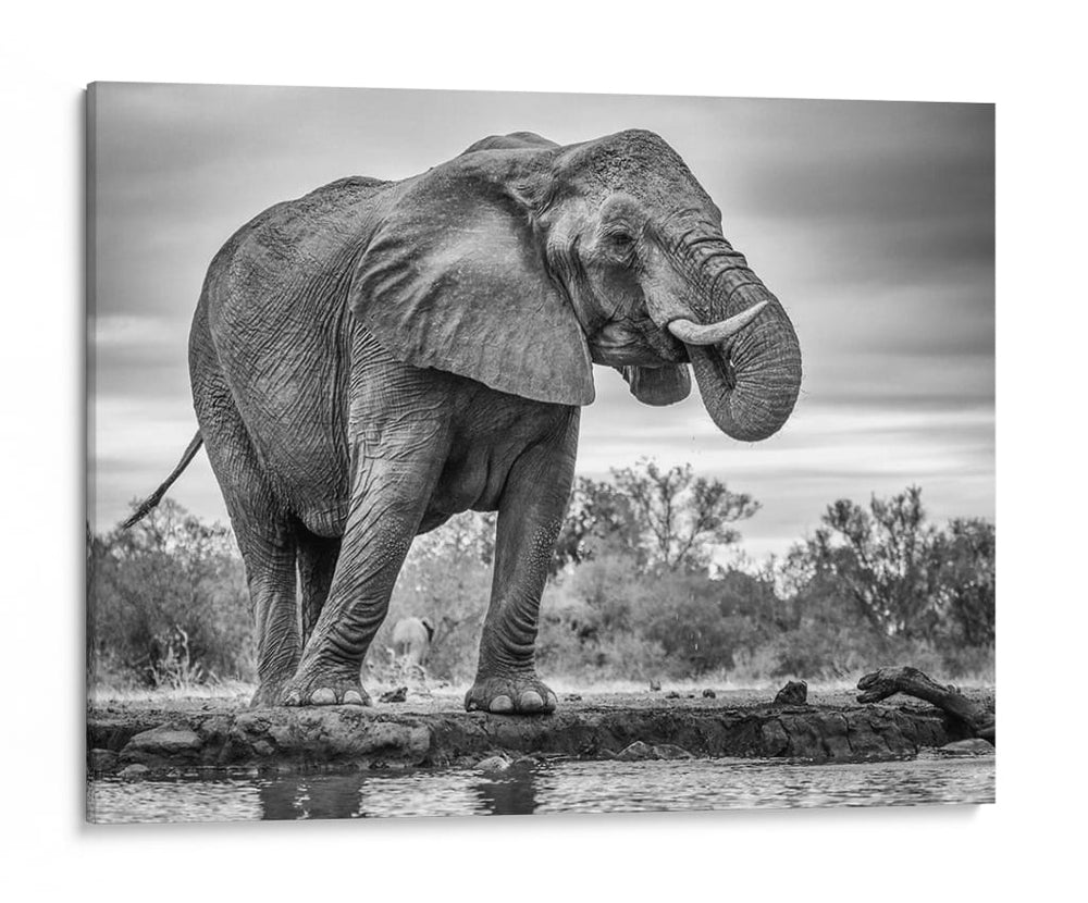 Elefante africano bebiendo - Jaco Marx | Cuadro decorativo de Canvas Lab