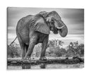 Elefante africano bebiendo - Jaco Marx | Cuadro decorativo de Canvas Lab