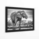 Elefante africano bebiendo - Jaco Marx | Cuadro decorativo de Canvas Lab