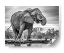 Elefante africano bebiendo - Jaco Marx | Cuadro decorativo de Canvas Lab
