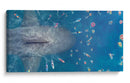 The Meg | Cuadro decorativo de Canvas Lab