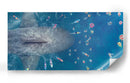 The Meg | Cuadro decorativo de Canvas Lab