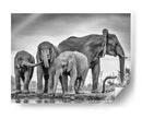 Elefantes africanos en un abrevadero - Jaco Marx | Cuadro decorativo de Canvas Lab