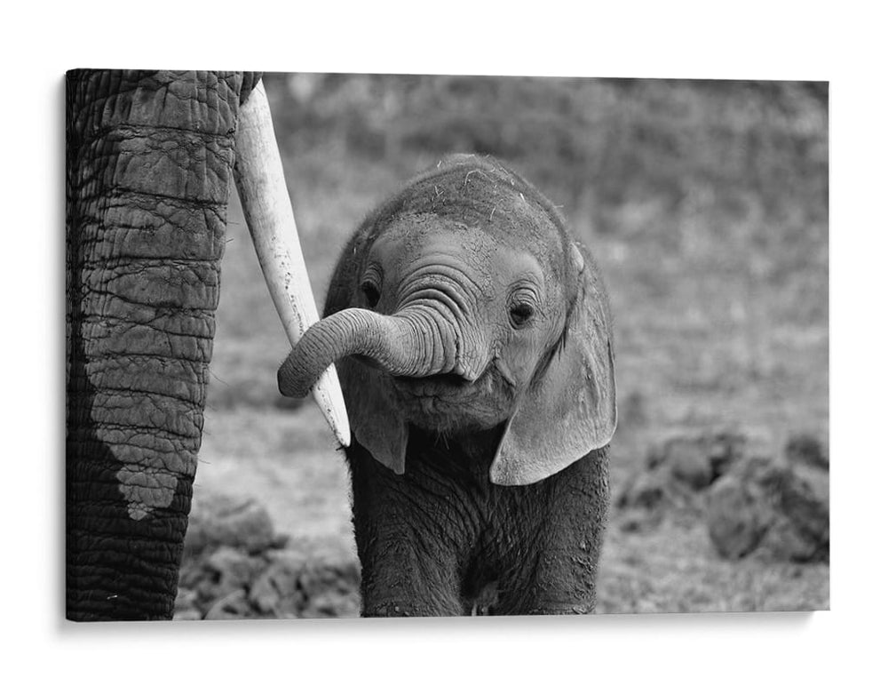 El curioso bebé elefante - Bjoern Alicke | Cuadro decorativo de Canvas Lab