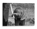El curioso bebé elefante - Bjoern Alicke | Cuadro decorativo de Canvas Lab