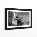 El curioso bebé elefante - Bjoern Alicke | Cuadro decorativo de Canvas Lab