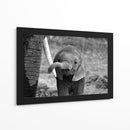 El curioso bebé elefante - Bjoern Alicke | Cuadro decorativo de Canvas Lab