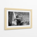 El curioso bebé elefante - Bjoern Alicke | Cuadro decorativo de Canvas Lab