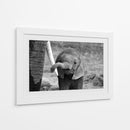 El curioso bebé elefante - Bjoern Alicke | Cuadro decorativo de Canvas Lab