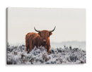 Helada invernal de vaca de las tierras altas - Jaap van den | Cuadro decorativo de Canvas Lab