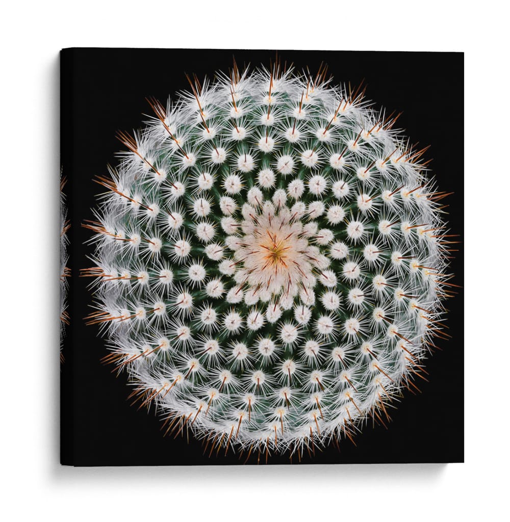 Geometría de las espinas del cactus - Victor Mozqueda | Cuadro decorativo de Canvas Lab