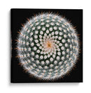 Geometría de las espinas del cactus - Victor Mozqueda | Cuadro decorativo de Canvas Lab
