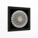 Geometría de las espinas del cactus - Victor Mozqueda | Cuadro decorativo de Canvas Lab
