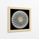 Geometría de las espinas del cactus - Victor Mozqueda | Cuadro decorativo de Canvas Lab