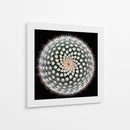Geometría de las espinas del cactus - Victor Mozqueda | Cuadro decorativo de Canvas Lab