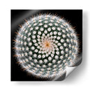 Geometría de las espinas del cactus - Victor Mozqueda | Cuadro decorativo de Canvas Lab