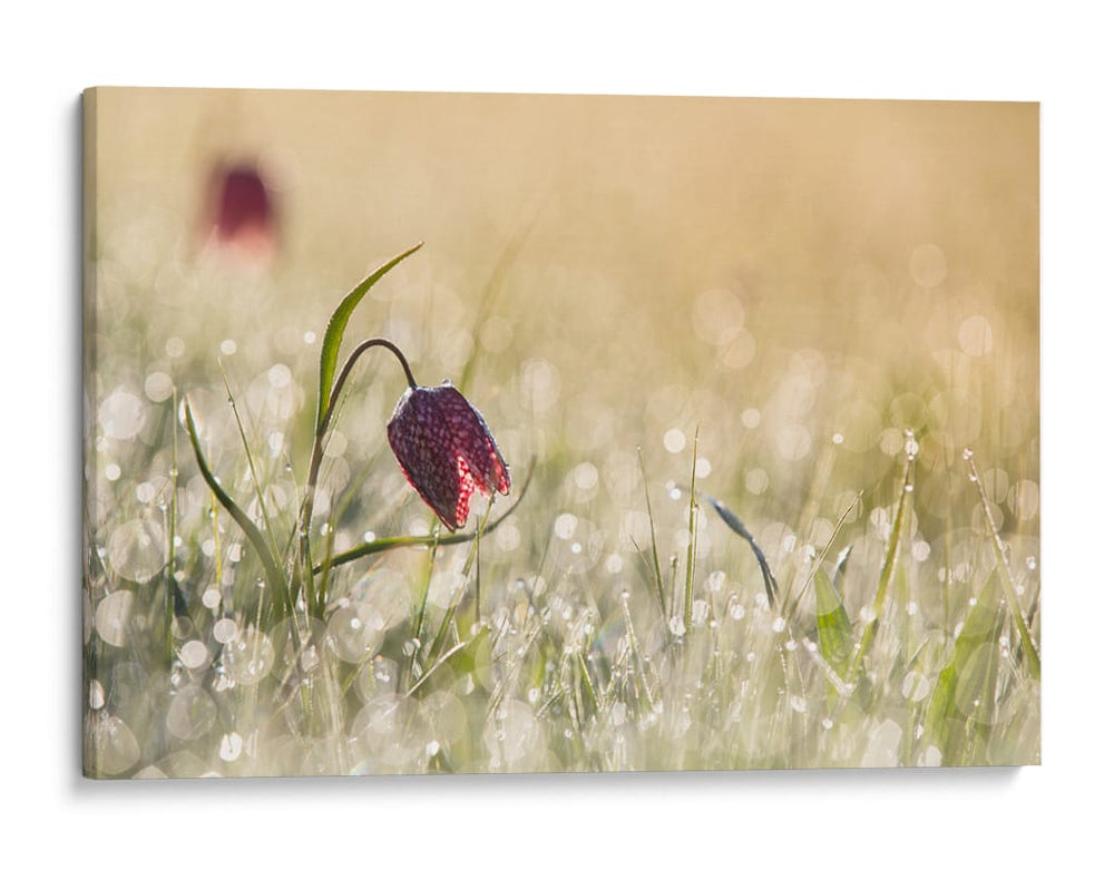 Fritilaria matutina cubierta de rocío - Anton van Dongen | Cuadro decorativo de Canvas Lab