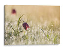 Fritilaria matutina cubierta de rocío - Anton van Dongen | Cuadro decorativo de Canvas Lab