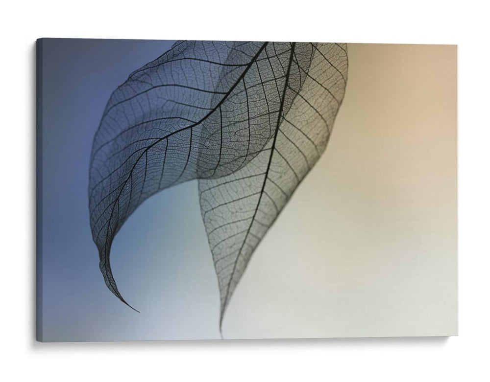 Hojas esqueléticas delicadas - Shihya Kowatari | Cuadro decorativo de Canvas Lab