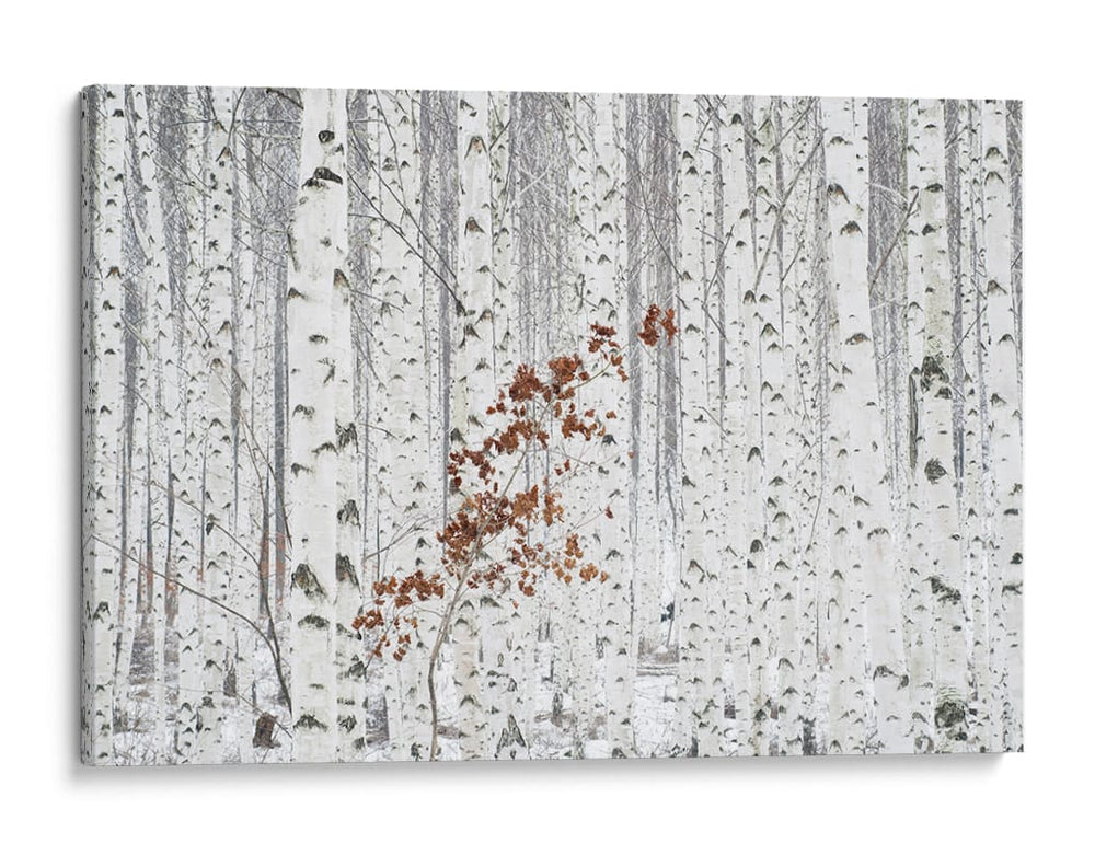 Hojas marrones de abedul en invierno - HAN dong hee | Cuadro decorativo de Canvas Lab
