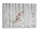 Hojas marrones de abedul en invierno - HAN dong hee | Cuadro decorativo de Canvas Lab