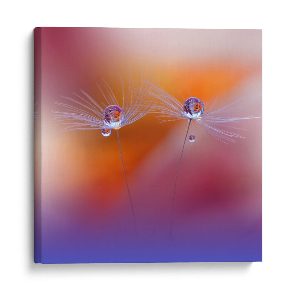 Gotas de rocío de diente de león bailando - Juliana Nan | Cuadro decorativo de Canvas Lab