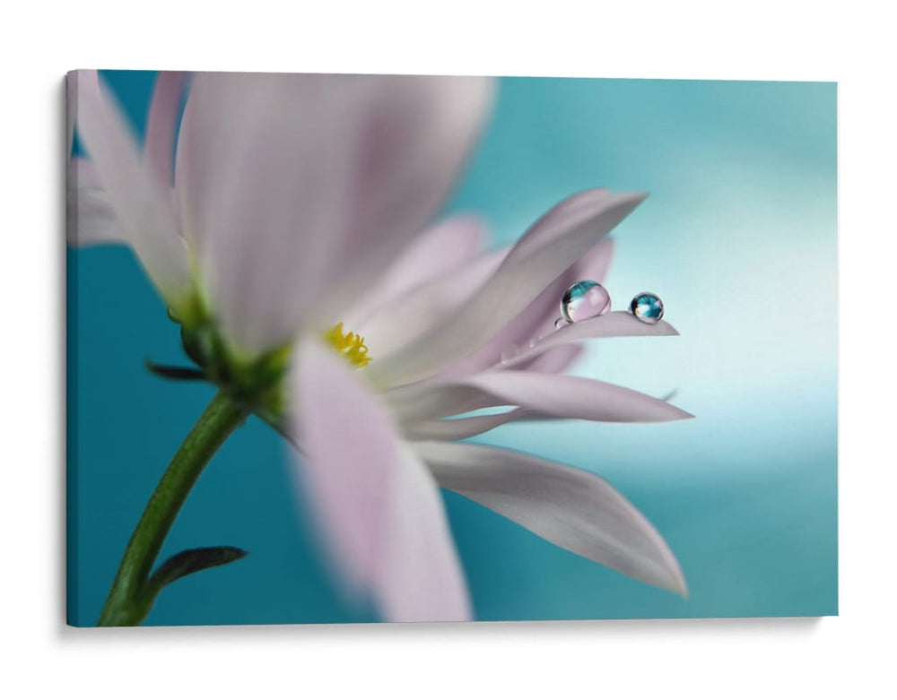 Gotas de flores serenas - Heidi Westum | Cuadro decorativo de Canvas Lab