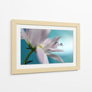 Gotas de flores serenas - Heidi Westum | Cuadro decorativo de Canvas Lab