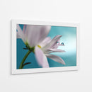 Gotas de flores serenas - Heidi Westum | Cuadro decorativo de Canvas Lab