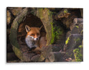 Guarida del zorro rojo - Cees van Ginkel | Cuadro decorativo de Canvas Lab