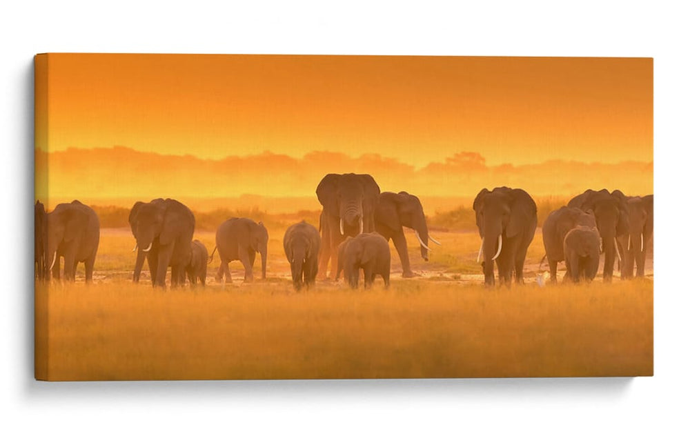 La hora dorada de los elefantes africanos - David Hua | Cuadro decorativo de Canvas Lab