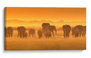 La hora dorada de los elefantes africanos - David Hua | Cuadro decorativo de Canvas Lab
