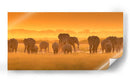 La hora dorada de los elefantes africanos - David Hua | Cuadro decorativo de Canvas Lab