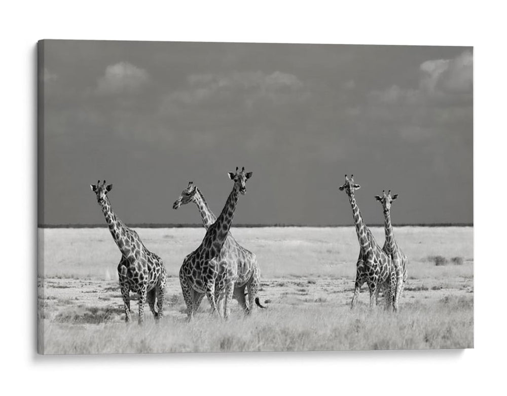 Jirafas salvajes africanas - Mathilde Guillemot | Cuadro decorativo de Canvas Lab