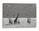 Jirafas salvajes africanas - Mathilde Guillemot | Cuadro decorativo de Canvas Lab