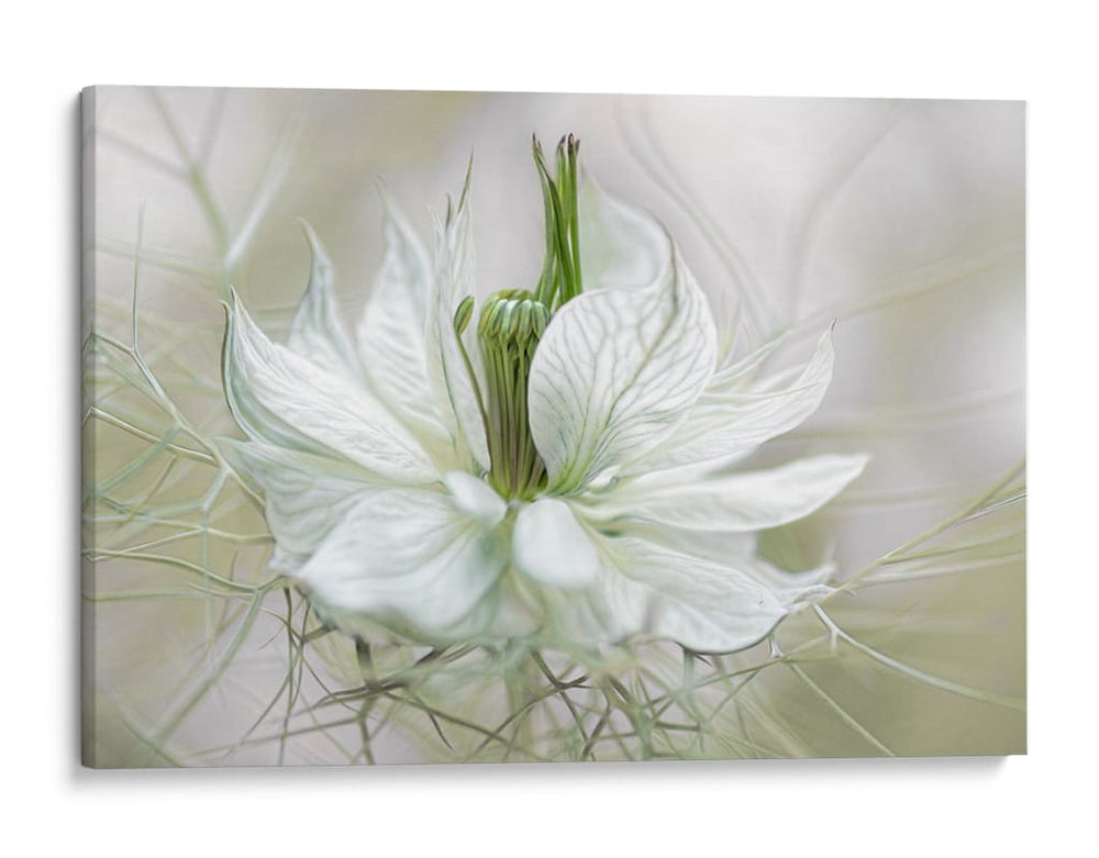 La aguja tejida - Mandy Disher | Cuadro decorativo de Canvas Lab