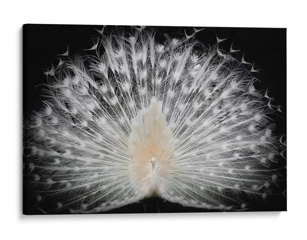 Majestuoso pavo real blanco - Pino Liddi | Cuadro decorativo de Canvas Lab